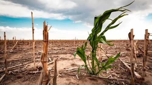Sequía y Gripe Aviar: el Gobierno declaró la emergencia agropecuaria en tres provincias