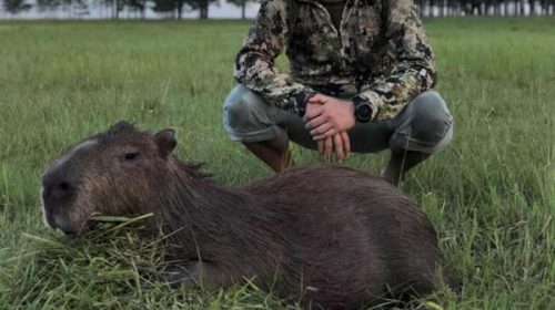 Indignación por la oferta de caza de carpinchos y otras especies protegidas en paquete turístico