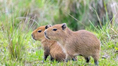 Organizaciones ambientales repudiaron la promoción de la caza de especies protegidas en Entre Ríos