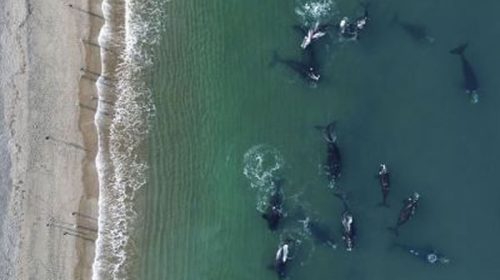 Ya hay más de 1200 ballenas en el área de la Península Valdés