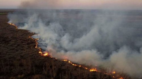 Fuego en el Delta: por primera vez, llegan a juicio dos causas por incendios intencionales