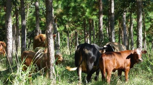 Crean plan nacional para promover la conservación de bosques nativos integrándolos con la ganadería