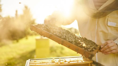 Apicultores de Concordia llevarán su protesta a la ruta 14 Apicultores de Concordia llevarán su protesta a la ruta 14