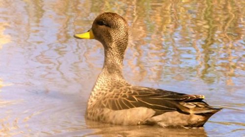 Juez prohibió la caza de animales autóctonos que había permitido el Gobierno de Entre Ríos Juez prohibió la caza de animales autóctonos que había permitido el Gobierno de Entre Ríos