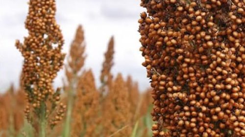 Estiman que caería en unas 66.000 hectáreas el área destinada a la siembra de sorgo en Entre Ríos