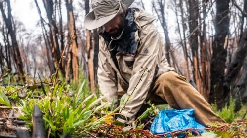 Plantaron 1.100 árboles en el Parque Nacional Nahuel Huapi afectado por los incendios Plantaron 1.100 árboles en el Parque Nacional Nahuel Huapi afectado por los incendios