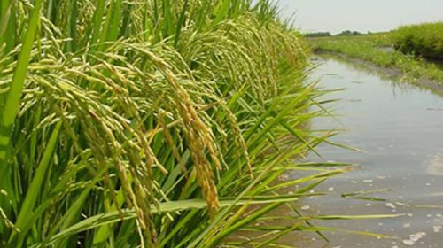 Comenzó la siembra de arroz en Entre Ríos y hay buenas expectativas Comenzó la siembra de arroz en Entre Ríos y hay buenas expectativas