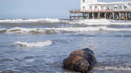 Ya son más de 145 los lobos marinos que murieron por gripe aviar y crece la preocupación