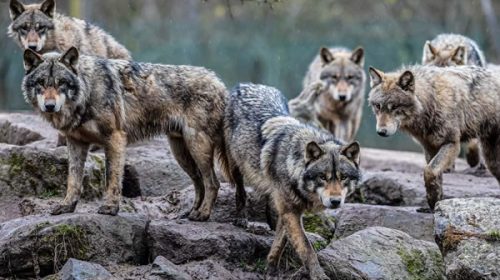 Advierten que es un “peligro” la reaparición de manadas de lobos en Europa