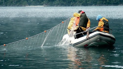 La acuicultura terminará el año con una producción récord de más de 8.000 toneladas La acuicultura terminará el año con una producción récord de más de 8.000 toneladas