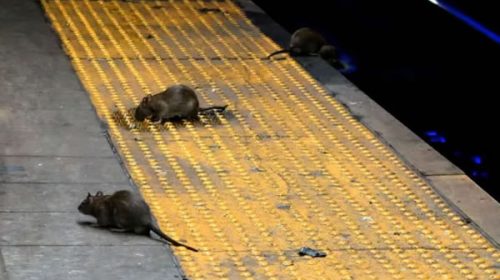 Espanto en Nueva York: las ratas invaden la gran manzana Espanto en Nueva York: las ratas invaden la gran manzana