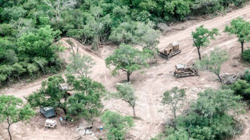 Greenpeace detalló el crecimiento del desmonte en la Argentina y exige la penalización