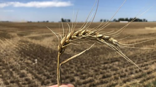 La falta de lluvias aumenta el deterioro de los trigales en el centro y norte de Santa Fe