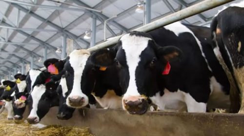 Advierten por la concentración del mercado lechero en Entre Ríos