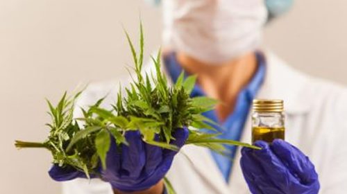 Ponen en marcha la red de laboratorios públicos al servicio del uso medicinal del cannabis