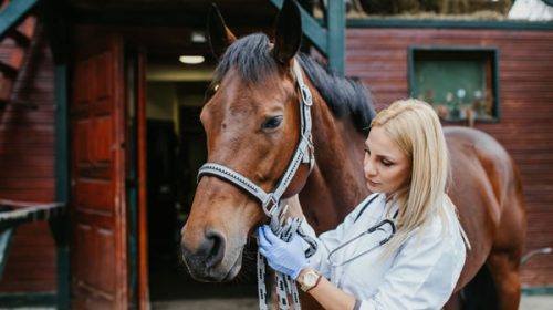 La encefalomielitis equina se expande y productores piden acceso a vacunas