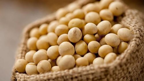Proyectan más producción de soja