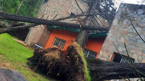 Temporal en Concordia: árboles, ramas caídas en las calles y un servicio de agua que vuelve paulatinamente