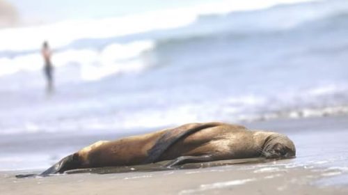 La gripe aviar mata a más de 900 focas y leones marinos en el sur de Brasil