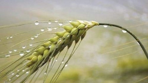 Trigo: la sequía terminó pero el exceso de agua complica la cosecha