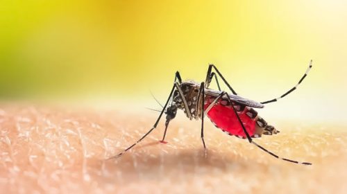El verano 2025 traerá más mosquitos y resistencia a insecticidas