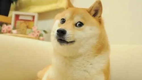 Murió Kabosu, la perra japonesa que se hizo viral por el meme de Doge