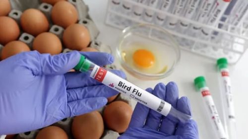 Finlandia vacunará a humanos contra la gripe aviar