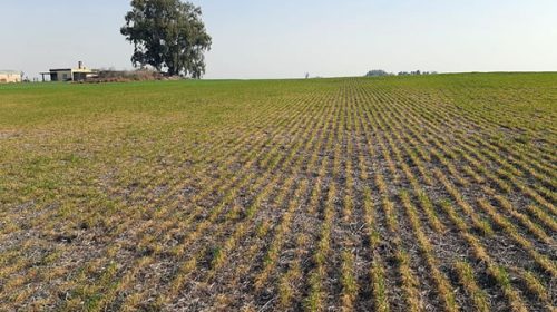 El campo en alerta ante la llegada de La Niña