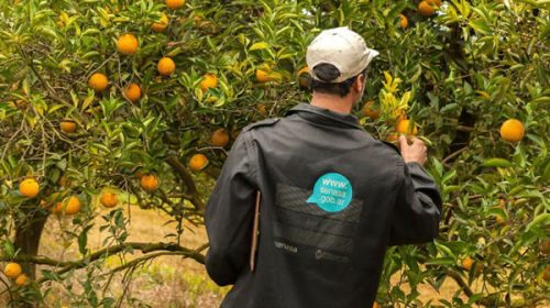 Vuelven los controles de HLB en quintas de la región