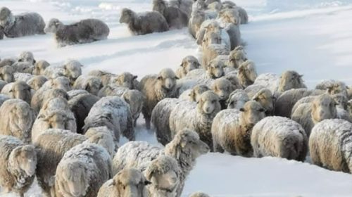Frío extremo: un millón de animales en riesgo por la nieve en la Patagonia