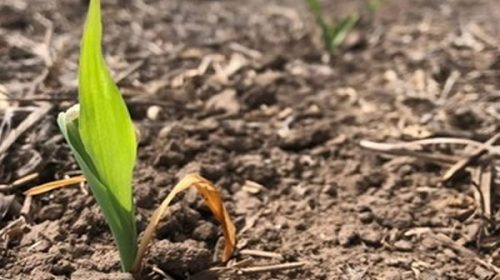 Falta de lluvias: este julio se encamina a ser uno de los más secos en 60 años