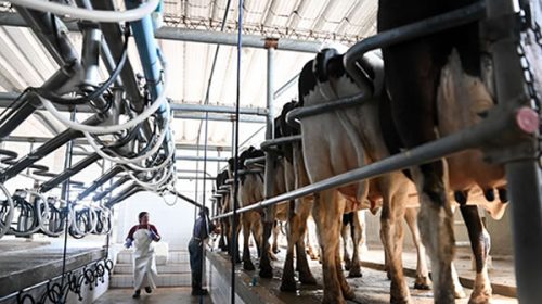 En Entre Ríos se perdieron 49 tambos y 14.782 vacas en un año