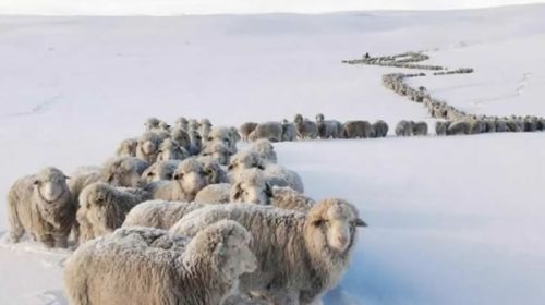 Declararon la emergencia agropecuaria en Río Negro, Chubut y Santa Cruz por el frío extremo y las nevadas