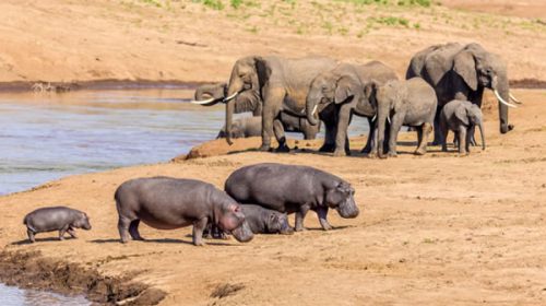 Namibia sacrificará más de 700 animales para aliviar la sequía