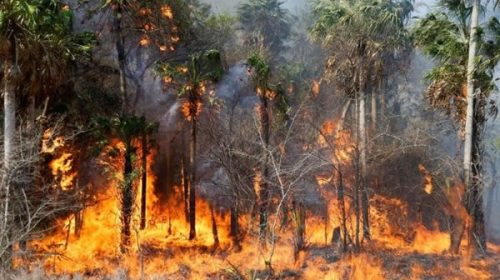 Los incendios forestales en la región occidental de Paraguay arrasaron más de 84.000 hectáreas