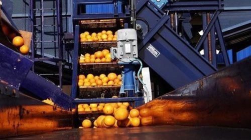 Citricultura: afirman que es “histórico el gran negocio del jugo”