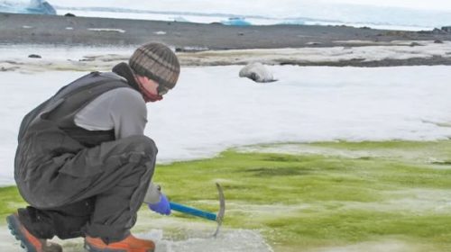 La Antártida se vuelve cada vez más verde: investigadores afirman que el futuro ambiental está en riesgo