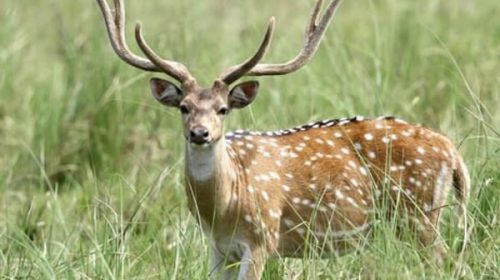 Alerta por especies invasoras en provincias del NEA