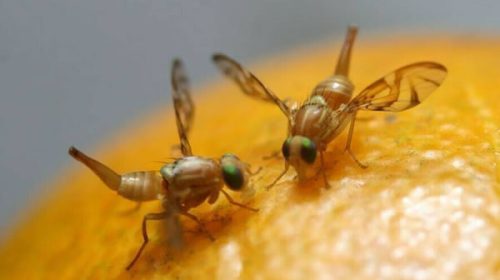 Autorizan la aplicación aérea de un “producto biológico” para combatir la “mosca de los frutos” Autorizan la aplicación aérea de un “producto biológico” para combatir la “mosca de los frutos”