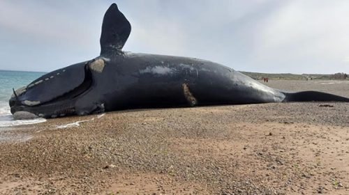 En Península Valdés aparecieron muertas 71 ballenas en lo que va de 2024: ¿Cuál es la explicación?