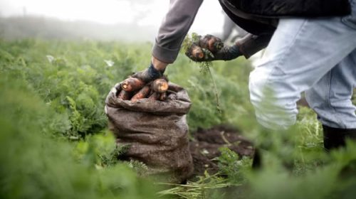 Productores de economías regionales alertaron por aumentos de hasta 500% en las importaciones de alimentos y bebidas