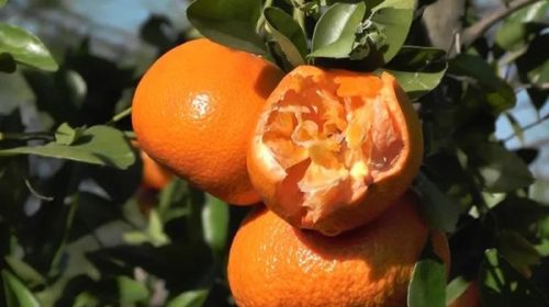 Declararon la emergencia agropecuaria para zonas de Entre Ríos por el granizo de mayo