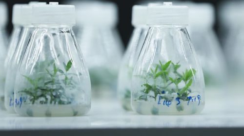 Germinan en China olivos mutados en el espacio