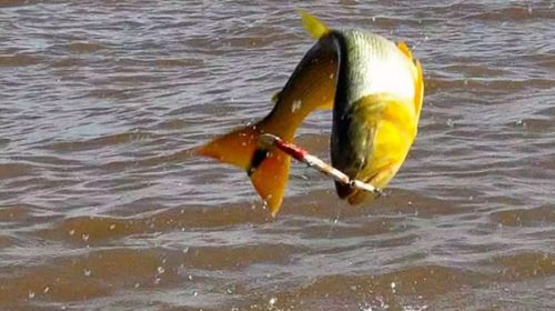 Prohíben la pesca comercial del dorado en la provincia