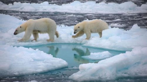 El Polo Norte se queda sin hielo más rápido de lo previsto: puede derretirse por completo en dos años