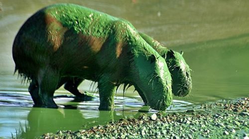 Con varios días de atraso, se publicaron los informes que confirman el riesgo de las cianobacterias