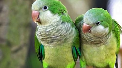 Intensifican la vigilancia epidemiológica de psitacosis