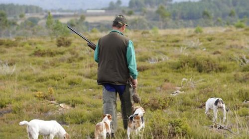 Habilitan la temporada de caza menor 2025 con menos especies, mayores restricciones y sustento científico