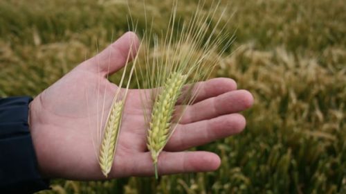 Extienden la baja de retenciones para el trigo y la cebada pero deja afuera a la soja