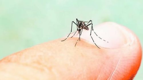 Especialistas recomiendan vacunarse en invierno contra el dengue para lograr inmunización completa antes del verano
